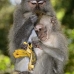 monkey_macaque_balinese_mf_ubud_v_0670_bal0680.jpg